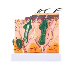 모형 피부 인체 해부학 병원 교육용 모발 조직 두피모형 교습 확대 피부구조 입체 모낭