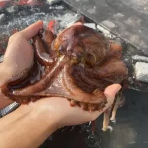 남해안 활 돌문어 1kg