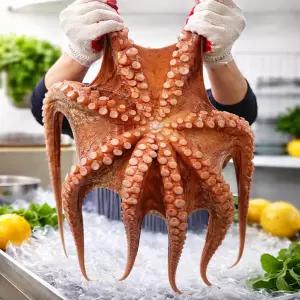 제수용 대왕 활 돌문어 2kg 1마리