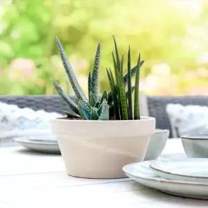 분재 화분 크림화이트 분재용 흙받침 접시 포함 D15x8.5cm