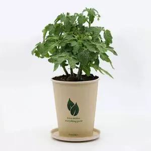 [RIZPICK]미니 화분 방울토마토 키우기 씨앗 재료 묶음 키우기쉬운식물