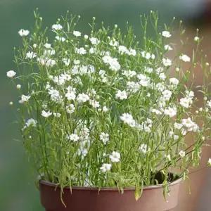 [RIZPICK]미니 꽃화분 안개꽃 화원 DIY 패키지 키우기쉬운식물 집들이선물