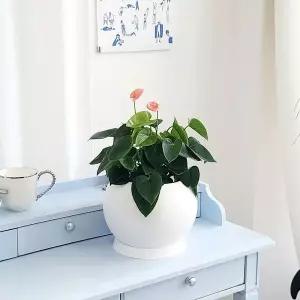 플라스틱 원형 화분 18x17cm 인테리어 실내 식물용기 디자인 화분