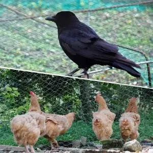 야외채소과일안전망 2x5미터 과수원그물망 방충망 원예망