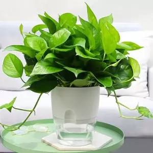 원형 자동급수 워터뷰 저면관수화분 인테리어 화분