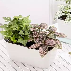 플랜트 사각 자동급수 식물키우기 화분 저면관수화분