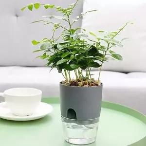 화분 미니 워터뷰 자동급수 원형 책상화분 저면관수