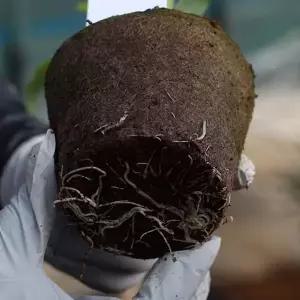 [RIZPICK]뿌리관찰 당근씨앗 모종키우기 세트 키우기쉬운식물 집들이선물