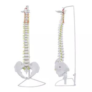 척추뼈 모형 대퇴골 전신 골격 추간판 과학실 실습 인체