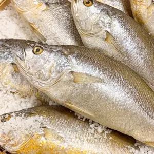 반건조 부세조기(280g내외) x 5미