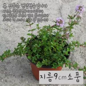 오렌지타임 (백리향 허브모종 노지월동) 지름 9cm 소품화분