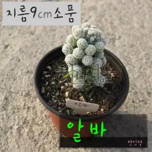 다육화분 알바 건강한식물) 소품 사용한 (선인장) 9cm (좋은흙만 지름