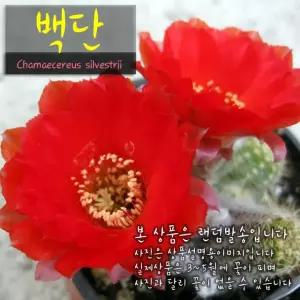 (좋은흙만 백단 사용) (손가락선인장) 9cm 다육화분 지름 소품 [선인장]