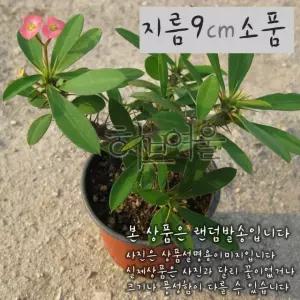 핑크 분홍) 소품다육화분 사용한 지름 (좋은흙만 건강한식물) 9cm 꽃기린 (Pink