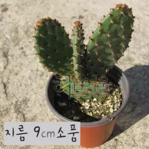 9cm (토끼선인장) 소품다육화분 (좋은흙만 사용한 [선인장] 건강한식물) 적도선 지름