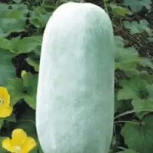 장형 동아 식용박 나물박 채소 씨 씨앗 종자 10립