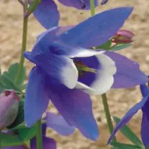 매발톱꽃 씨앗 야생화 꽃씨 종자 품종 정원 5000립