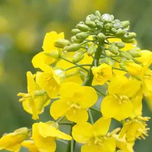 야생화씨앗 정원용꽃씨 유채종자 20g 유채 꽃씨