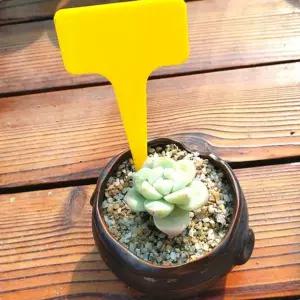 [셀러에이드]날짜네임택 T자형 원예 식물 이름표 옐로우