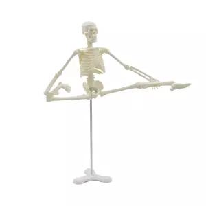 해부학 전신 모형 인체 골격 뼈 피규어 교육용 교구