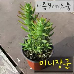 [선인장] 미니장군 지름 9cm 소품화분 (좋은흙만 사용한 건강한식물)