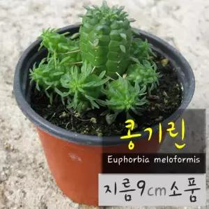 [선인장] 공기린 (귀청옥 만청옥 콩기린) 지름 9cm 소품 다육화분