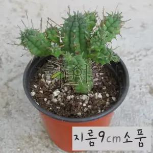 [선인장] 희기린 (구갑기린/백학기린) 지름 9cm 소품 다육화분