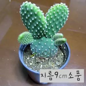 [선인장] 금도선 (황도선 토끼선인장) 지름 9cm 소품다육화분 (좋은흙만 사용한 건강한식물)