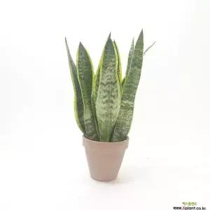 산세베리아키우기 산세베리아(중) 공기청정식물 집들이선물