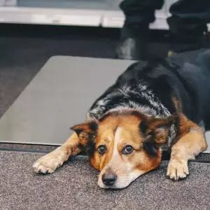 쿨방석 강아지매트 시원한 알루미늄 애완동물 패드 XL