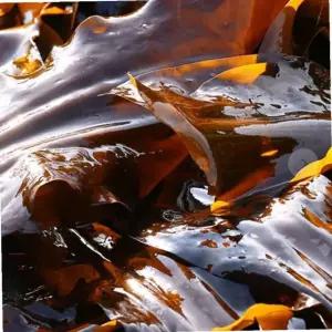 건다시마 파지 완도 다시마 500g 건어물