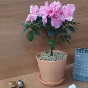 [셀러에이드]작은식물화분 테이퍼 플라스틱화분 빈화분 미니