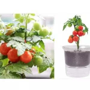 세트 방울토마토 식물키우기 거실인테리어화분 사무실 식물 홈가드닝 쉬운
