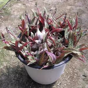 비올라시(비올라쉬) 지름 15cm 중품화분 (상토와 마사만 사용)