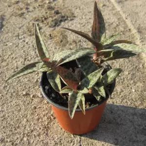 비올라시(비올라쉬) 지름 9cm 소품화분 (상토와 마사만 사용)