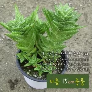 비취전( 핑크알로에 목성알로에 여교) 지름 15cm 중품화분 (좋은흙만 사용한 건강한식물)