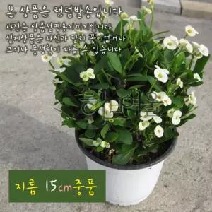 꽃기린 화이트 (white 흰색) 지름 15cm 중품다육화분