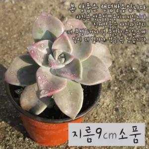 [다육] 분홍용월 지름 9cm 소품화분 (좋은흙만 사용)