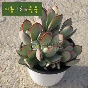 가입랑 지름 15cm 중품 다육모종 화분