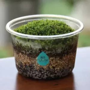 양지이끼 키우기쉬운식물 식물키트 씨앗화분 꽃씨