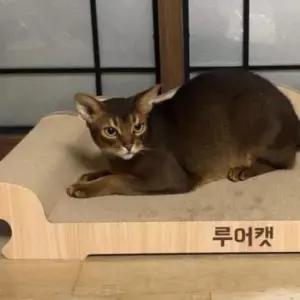 [반려] 고양이 반려묘 쇼파 스크래처 휴식 먼지 1P 베드 XL