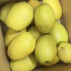 국내산 모과10kg 랜덤 기스있음 모과