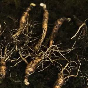 산양삼파지 실속형건강 가성비건강관리 기력보강 야생삼뿌리 국내산건강식품 영양 삼