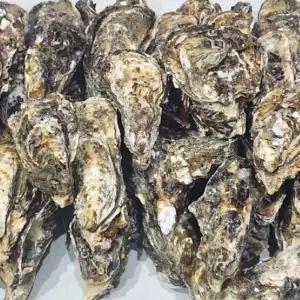 여수 석화 5KG 국내산석화 횟감용석화 당일조업석화 싱싱한석화 신선한석화