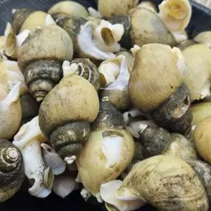 국내산 생물 골뱅이 5KG 골뱅이 고동 흑고동 활골뱅이 골벵이