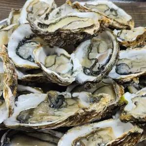 하프쉘 통영 1단 굴 생굴 반각굴 하프쉘 하프셀