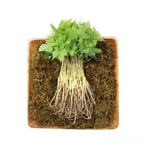 담원 유황 새싹삼 대 30cm내외 100뿌리