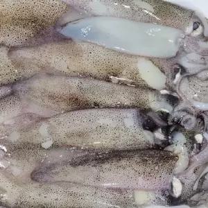 냉동 총알 한치 3KG 한치통찜 총알한치찜 냉동한치 수입산한치 급냉한치