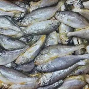 국내산 참조기 1KG 조기 참조기 생선 생물 국내산