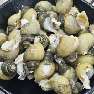 국내산 냉동 골뱅이 5KG 골뱅이 고동 흑고동 냉동골뱅이 골벵이